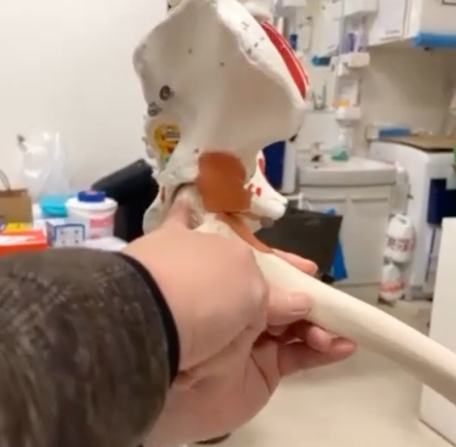 股関節のバイオメカニクス〜前編・後編〜