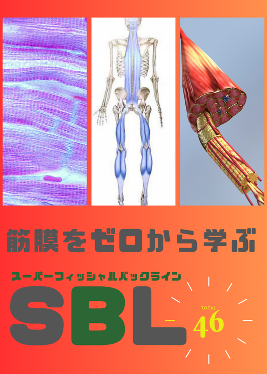 筋膜をゼロから学ぶ（SBL編）