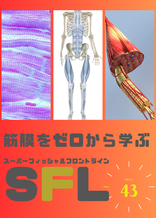 筋膜をゼロから学ぶ（SFL編）