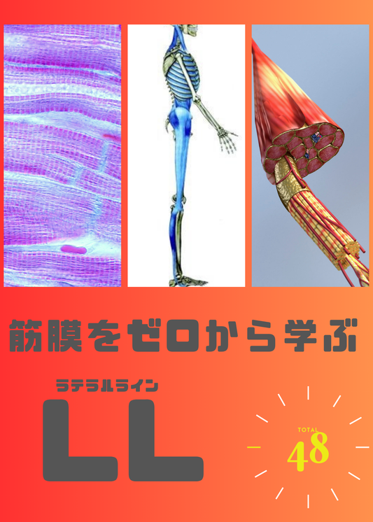 筋膜をゼロから学ぶ（LL編）