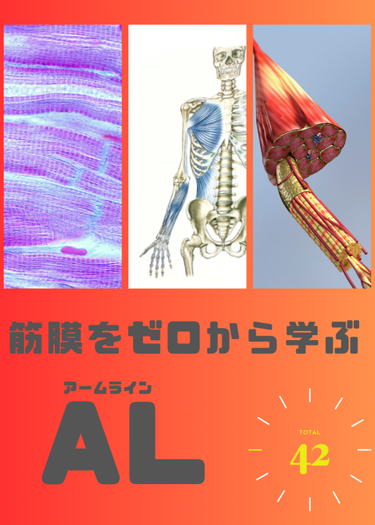 筋膜をゼロから学ぶ（AL編）