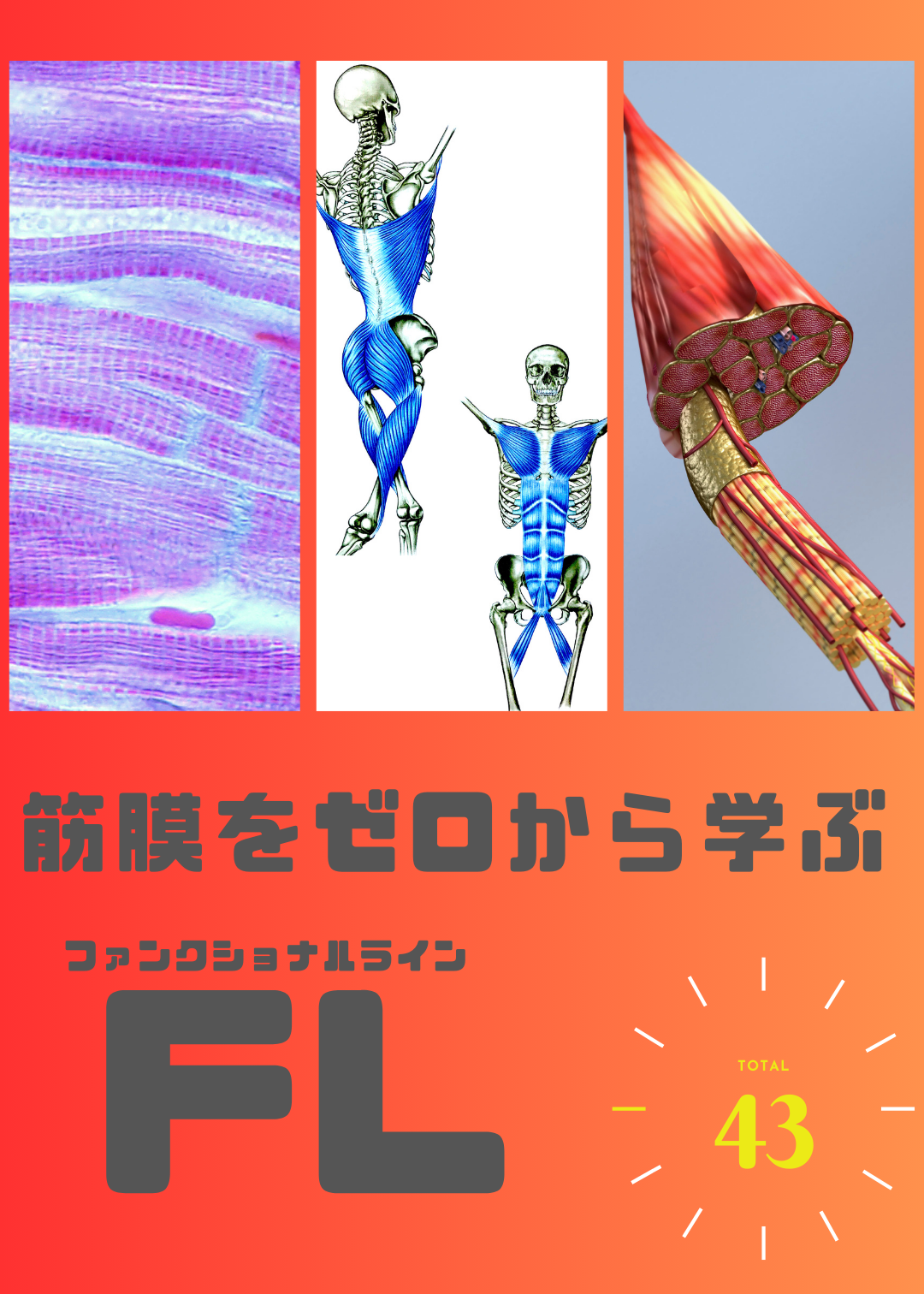 筋膜をゼロから学ぶ（FL編） (特別割引)